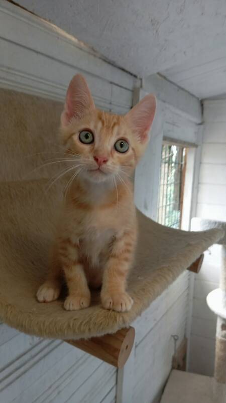 Adopter Jupiter