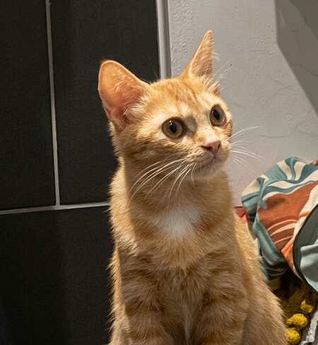 Adopter Balzac et Sézane