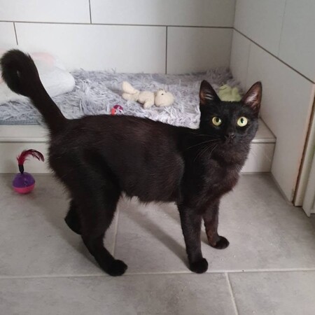 Adopter AMALYA