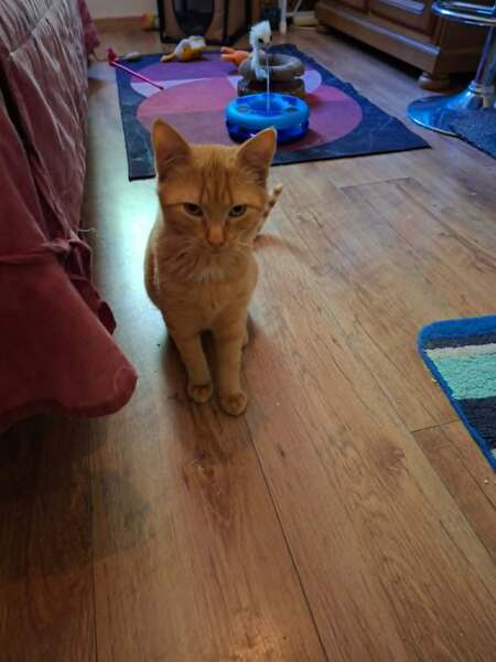 Adopter Bipsy