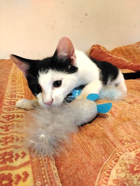 Adopter Boubou