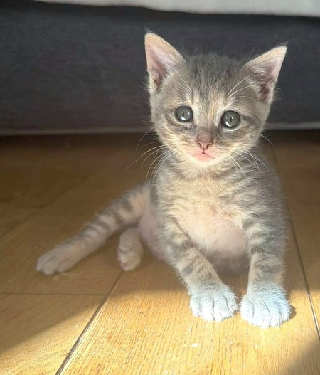 Adopter Melodix 