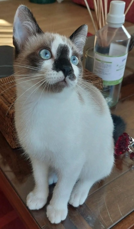 Adopter Tinito Duo Fernandito