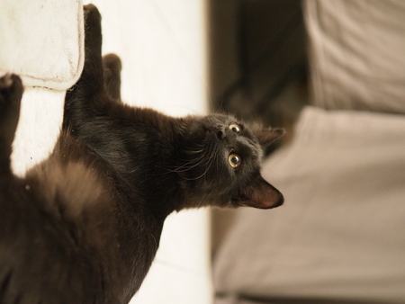 Adopter Berlioz