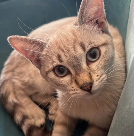 Adopter ATHENA ET AMAZONE