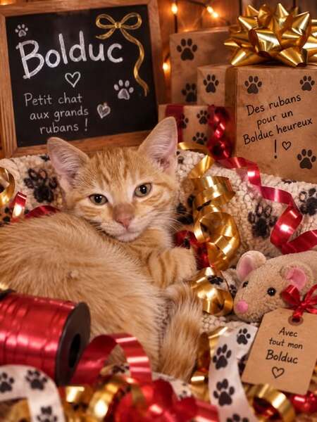 Adopter Bolduc