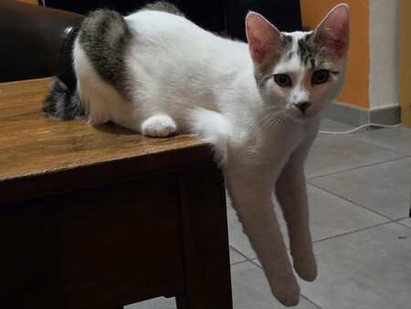 Adopter Bémol