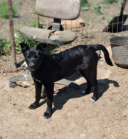 Adopter Pricha