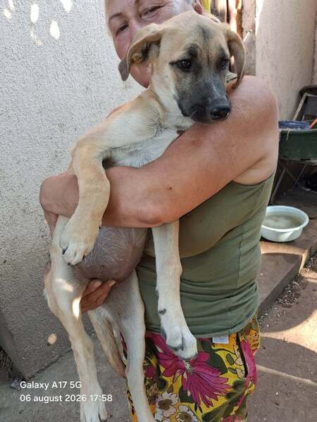 Adopter Topaze