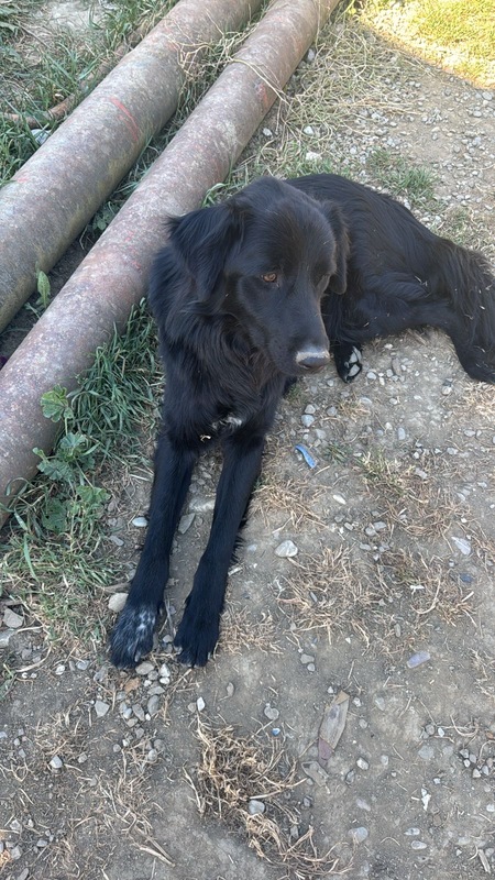Adopter OREO, labrador noir à adopter!