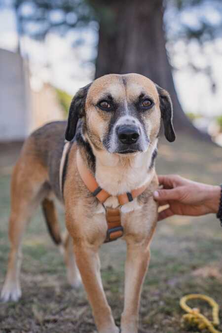 Adopter Noname