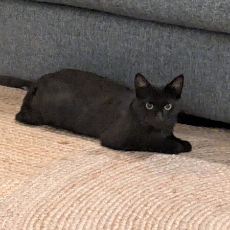 Adopter AMALYA
