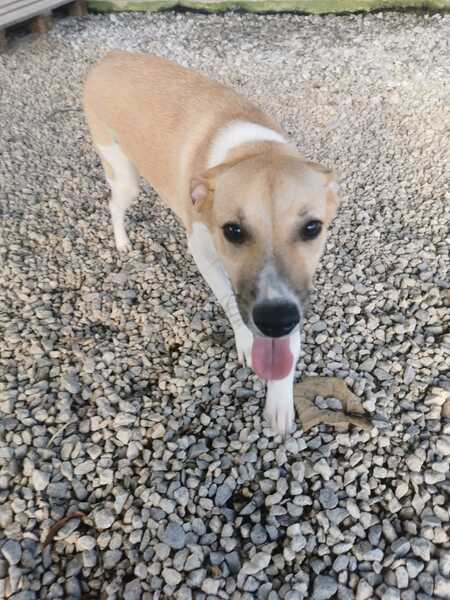 Adopter Harper