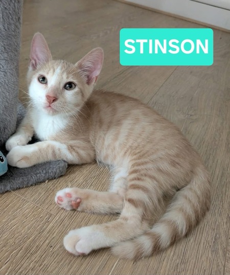 Adopter STINSON ET MOSBY
