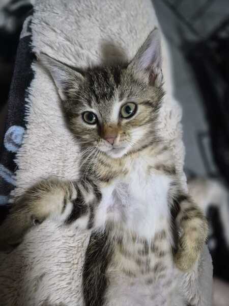 Adopter Woody