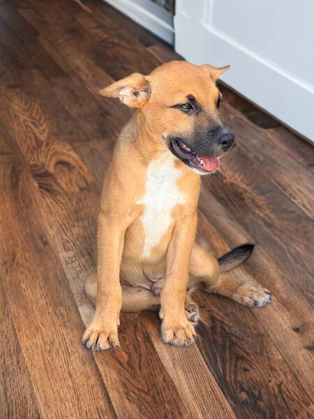 Adopter Billi