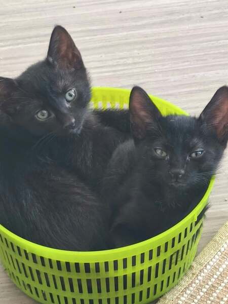 Adopter Vegga & Maya