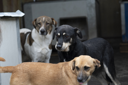 Adopter Fido
