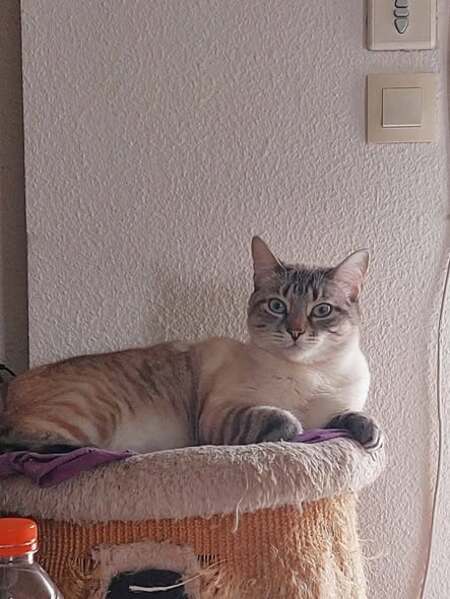 Adopter Simba