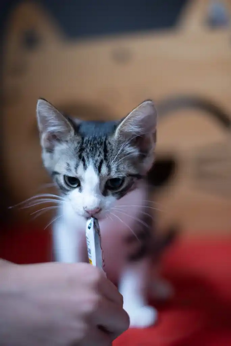Adopter Bandy