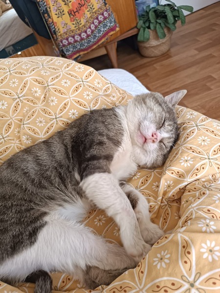 Adopter FRITILLE