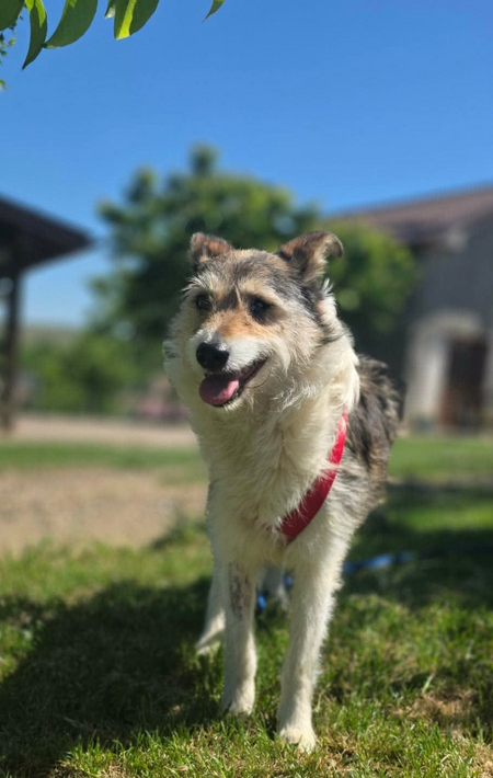 Adopter Calista