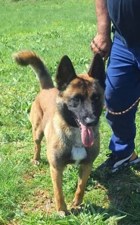 Adopter Valko