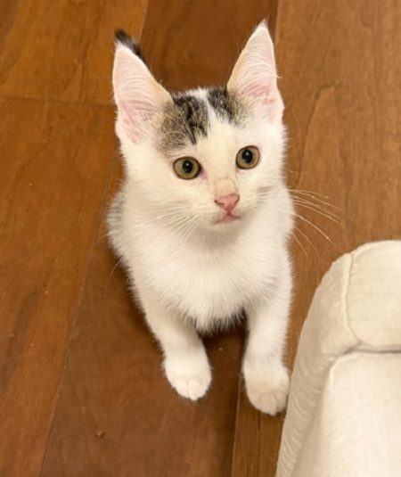 Adopter Milo