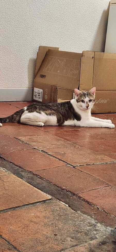Adopter Basil