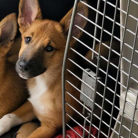 Adopter Baïla 
