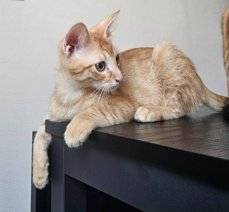 Adopter TCHOUCHOU