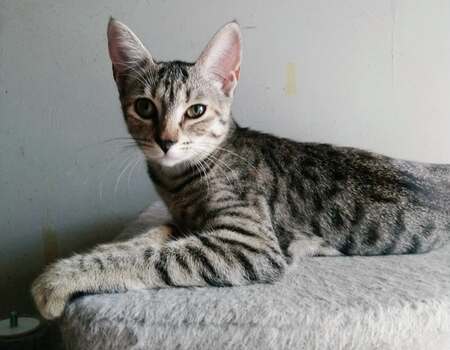 Adopter Poppy