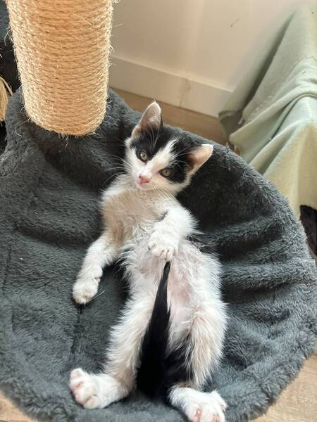 Adopter Moustic
