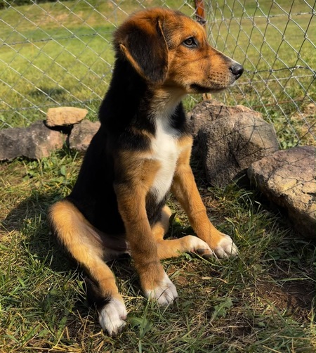 Adopter Teddy
