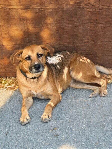 Adopter Fakir