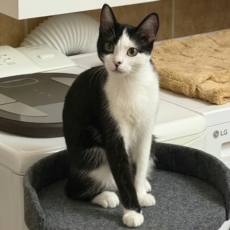 Adopter Naya
