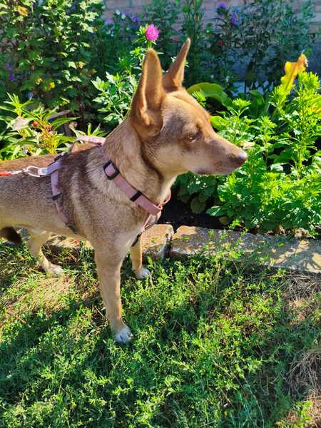 Adopter Gera