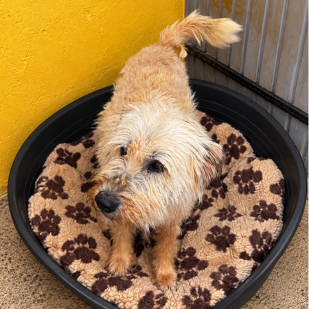 Adopter Soka