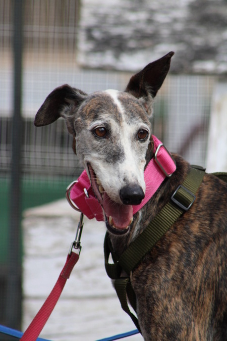 Adopter Penelope