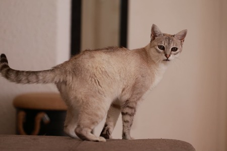 Adopter Alpine