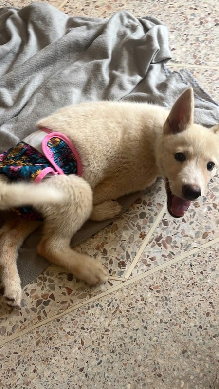Adopter Blanche