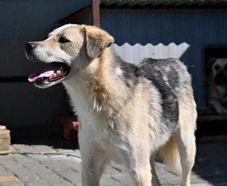Adopter Ipso