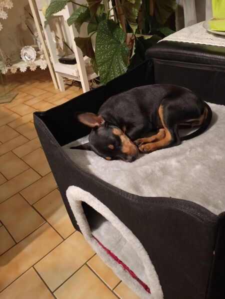 Adopter Fufina
