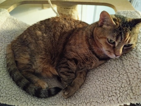 Adopter Duchesse 