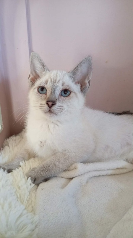 Adopter CHAÏ