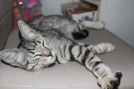 Adopter ETINCELLE