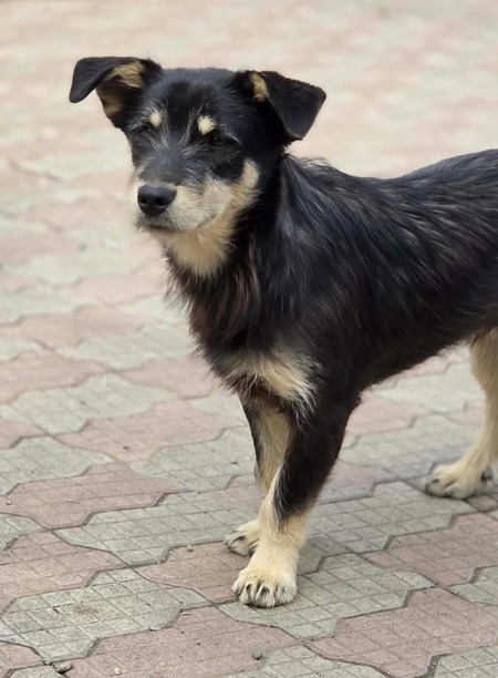 Adopter Zorro