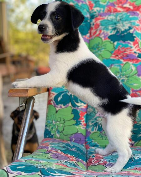 Adopter Lucke