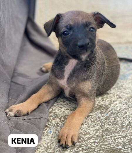 Adopter Kenia