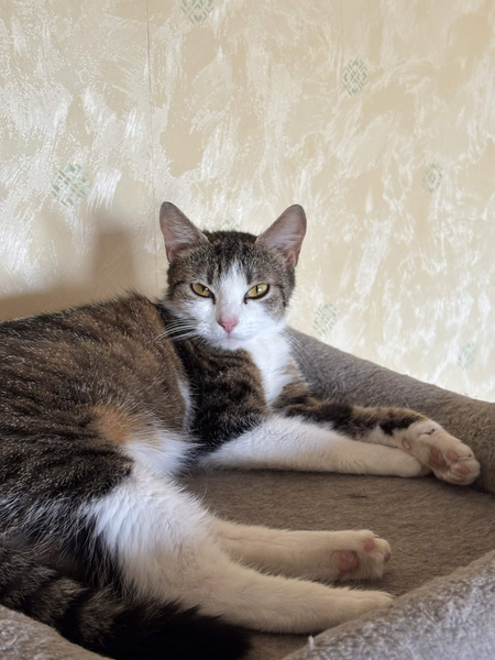 Adopter Sonette